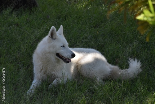 white dog in the grass