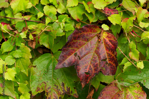 Herbstlich verfärbte Weinblätter