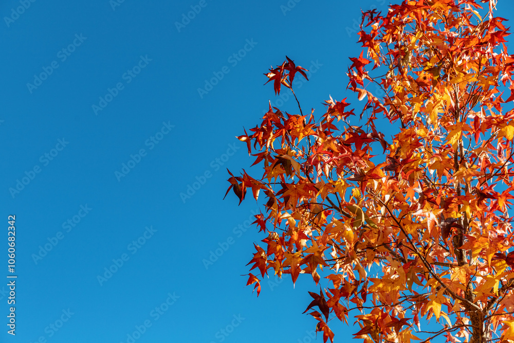 The red and yellow autumn tree on the blue sky background The red and yellow autumn tree on the blue sky background