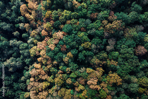 Colorful autumn leaves spread across the countryside, showcasing the seasonal beauty of the forest from a top view point