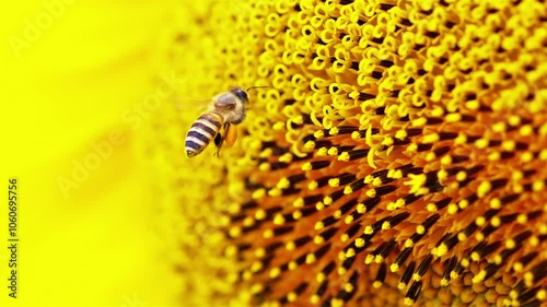 Slow Motion: Flying honey bee collecting nectar from yellow sunflower.