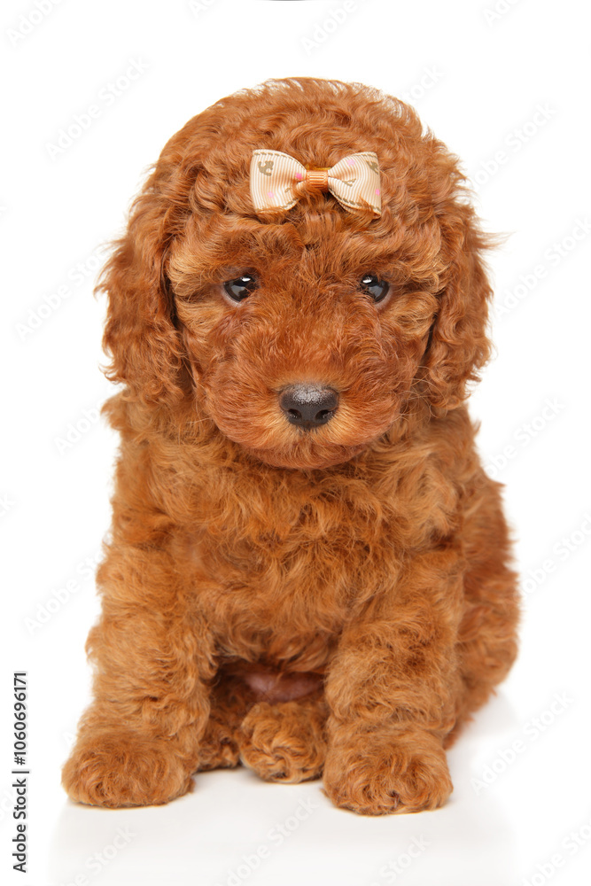 Fototapeta premium Cute red Poodle Puppy with Bow