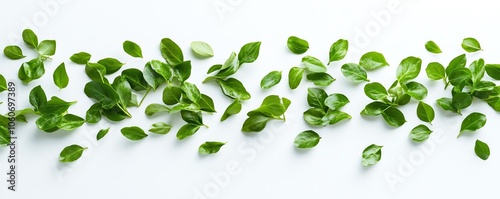 Illustration of bright green boxwood leaves playfully dancing in the air, set against a stark white backdrop, evoking a sense of freshness and organic charm