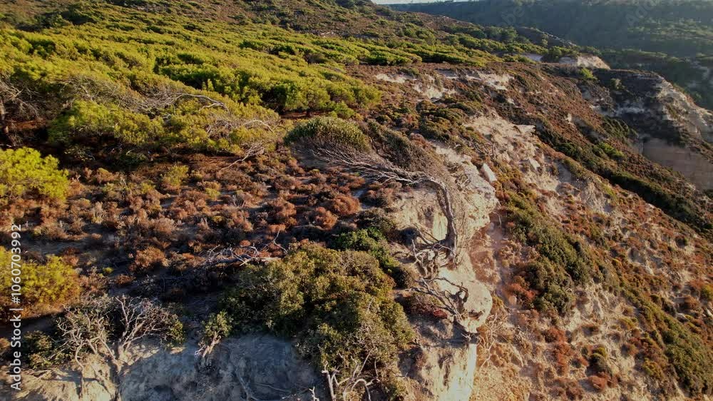 Rugged coastal terrain with afternoon light and lush vegetation Rugged coastal terrain with afternoon light and lush vegetation