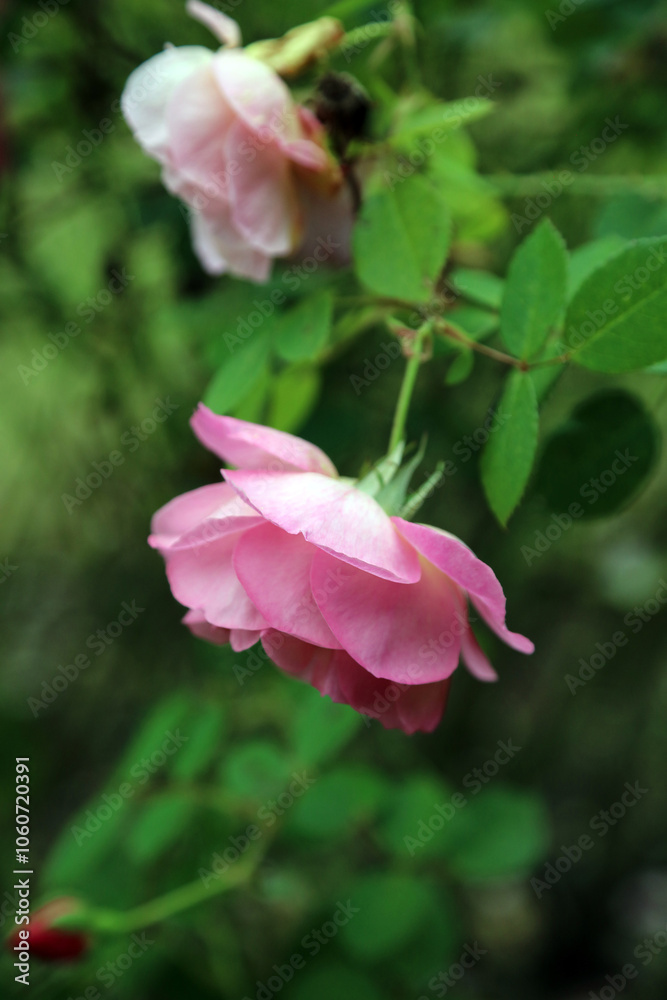 Closeup of downward facing pink Rose Hyde Hall blooms in Autumn, Lincolnshire England
Closeup of downward facing pink Rose Hyde Hall blooms in Autumn, Lincolnshire England