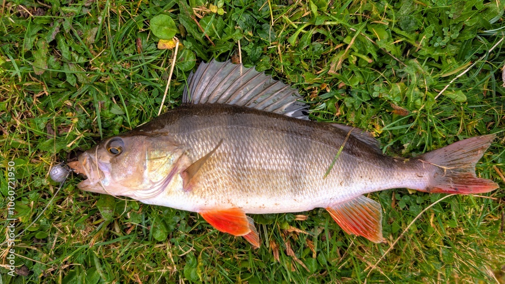 Fresh water fish perch hooked on spinning lure, fishing, catch and release, animals and wildlife, nature background