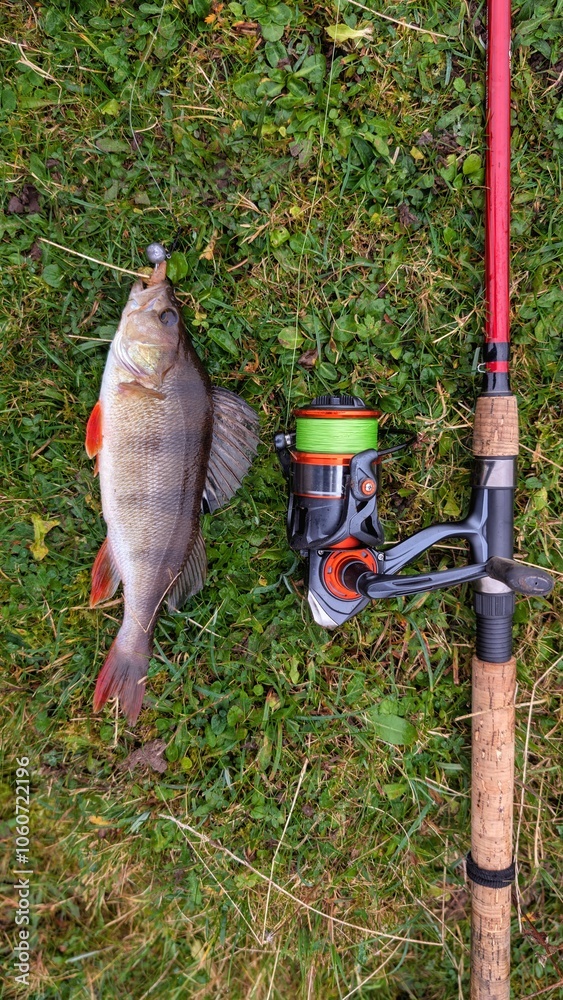 Fresh water fish perch hooked on spinning lure, fishing, catch and release, animals and wildlife, nature background