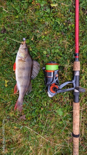 Obraz na płótnie Fresh water fish perch hooked on spinning lure, fishing, catch and release, animals and wildlife, nature background w salonie