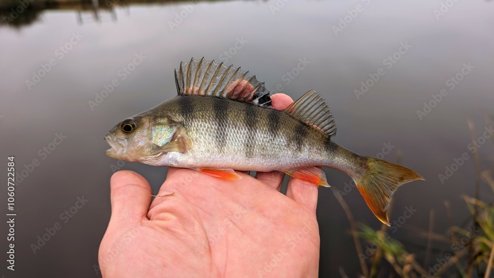 Fresh water fish perch hooked on spinning lure, fishing, catch and release, animals and wildlife, nature background