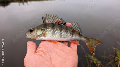 Obraz na płótnie Fresh water fish perch hooked on spinning lure, fishing, catch and release, animals and wildlife, nature background w salonie