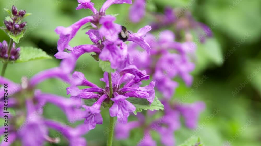 Wild Bee on a Flower, Green Plant, Bee Wild Bee on a Flower, Green Plant, Bee