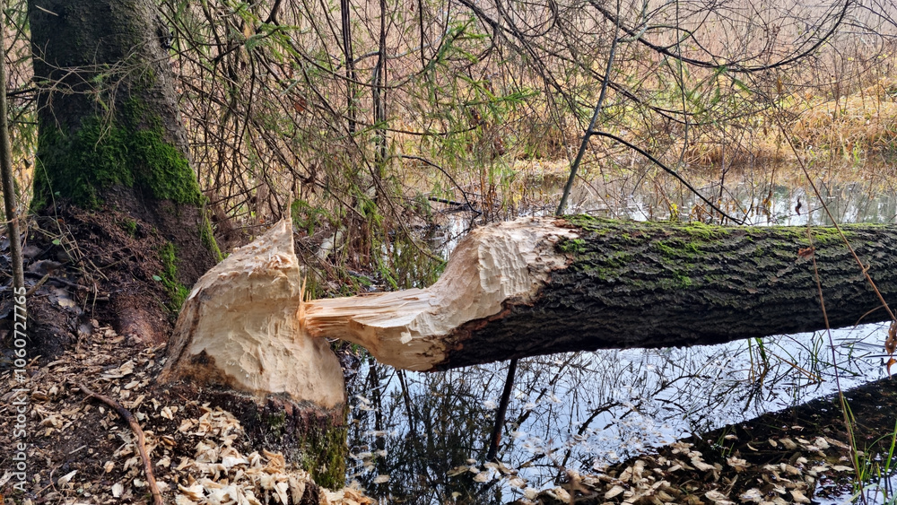 Obraz premium Fallen aspen. A thick aspen trunk, gnawed by a beaver, lies in the water. Selective focus