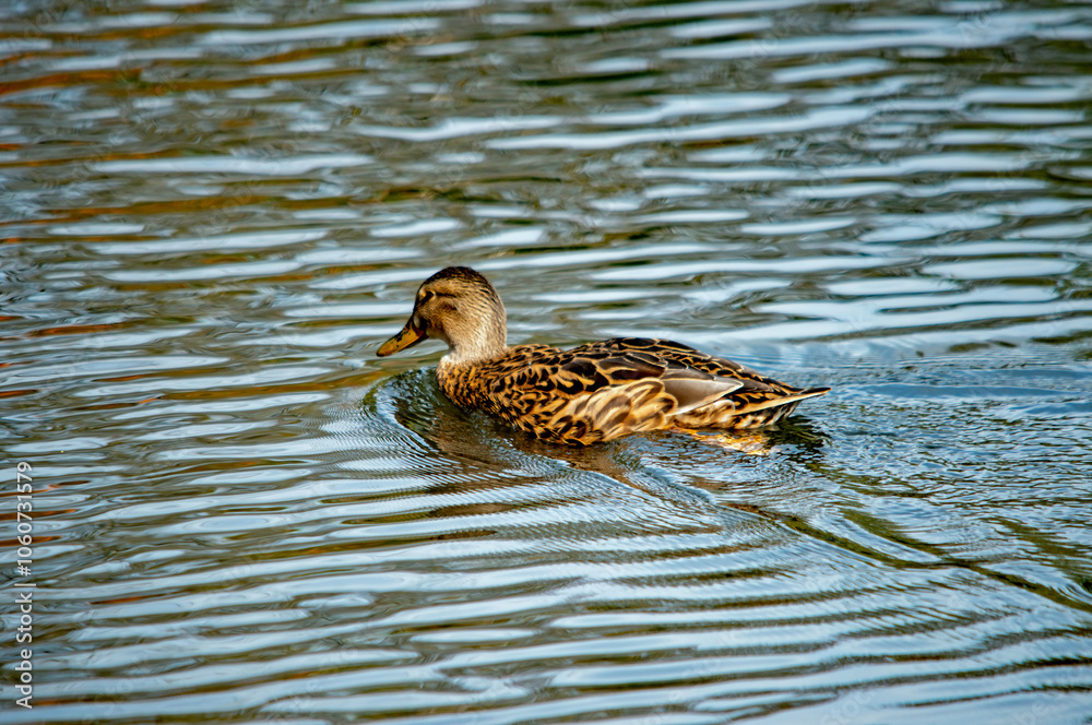Ente auf dem Wasser Ente auf dem Wasser