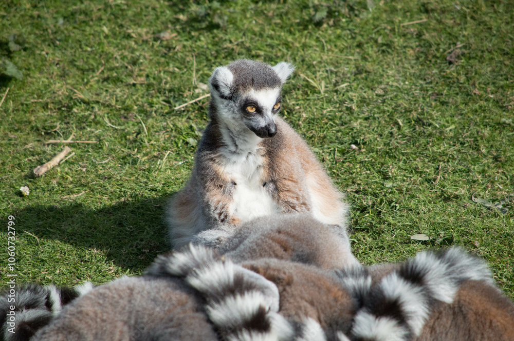 Fototapeta premium Ring Tailed Lemur on look out while others sleep in sun
