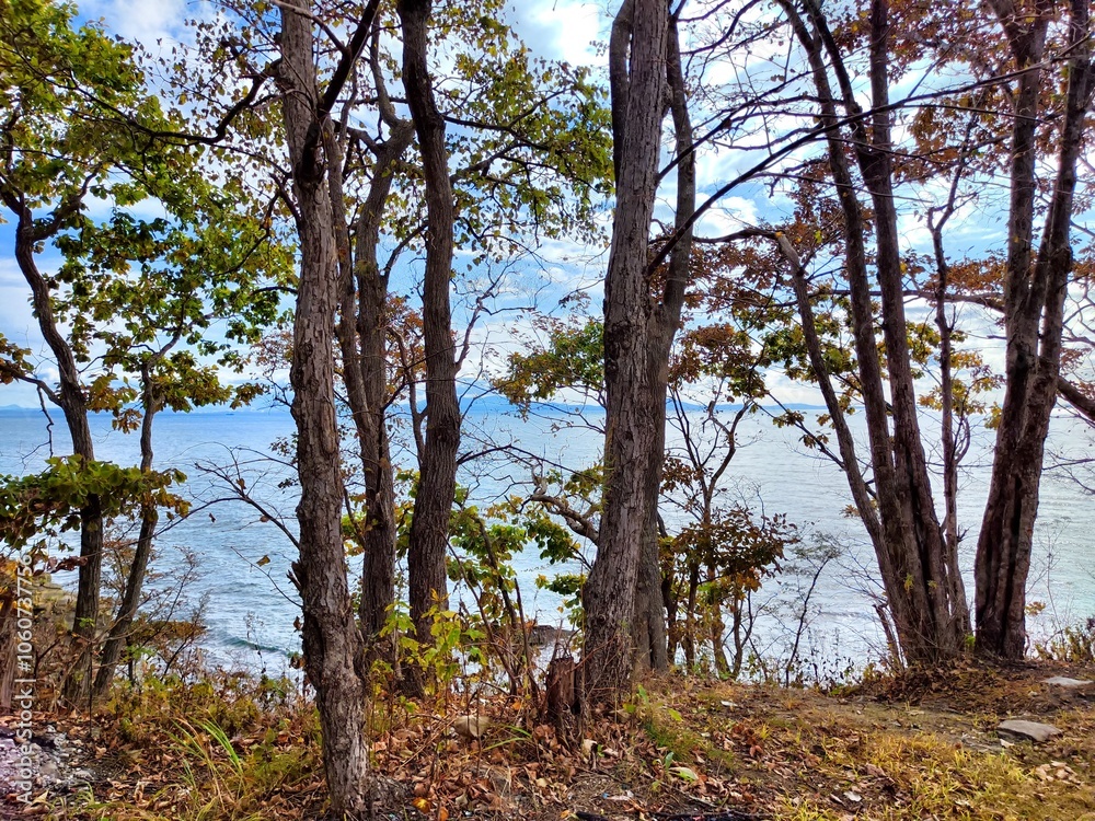 Trees frame a tranquil view of the ocean under a clear sky in autumn