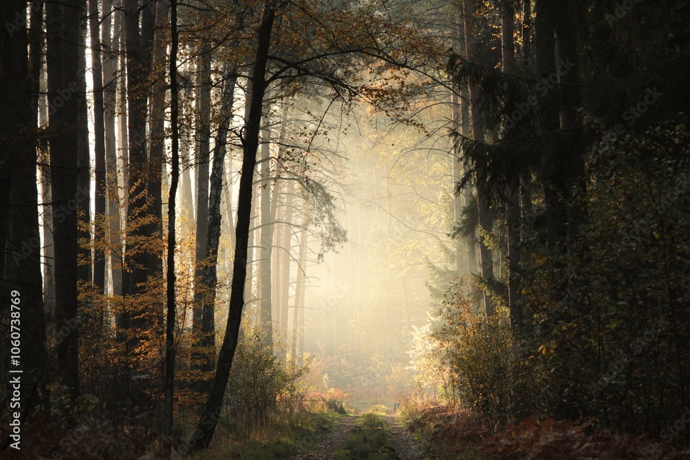 Dirt road through the autumn coniferous forest during sunrise, October, Poland Dirt road through the autumn coniferous forest during sunrise, October, Poland