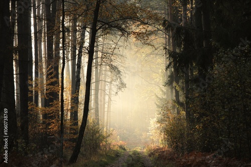 Path through the autumn coniferous forest during sunrise