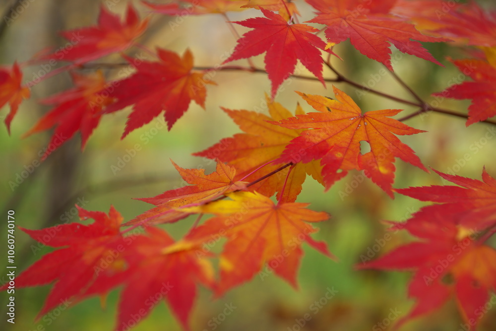 赤く紅葉した楓の葉 赤く紅葉した楓の葉
