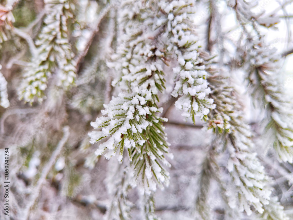Pine tree branch dusted with snow in a serene winter forest during the early morning hours Pine tree branch dusted with snow in a serene winter forest during the early morning hours