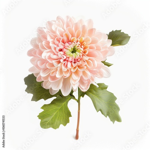 Chrysanthemum flower isolated on white background