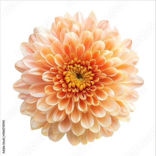 Chrysanthemum flower isolated on white background