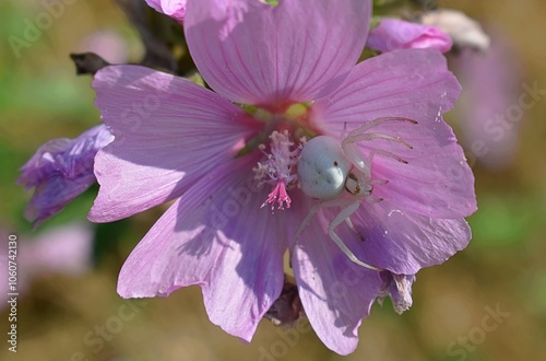 Misumène Variable, Goldenrod Crab Spider, femelle (Misumena vatia ) à l'affût dans une mauve musquée (Malva moschata).