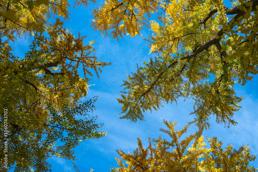 Obraz premium Autumnal foliage. Fall season. Autumn leaves, gold and red leaves of autumn background. Maple leaves. Colorful autumn leaves. natural background. Falling autumn. Sunny autumnal day.