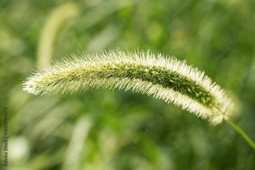 close up of grass,grass close up of grass,grass