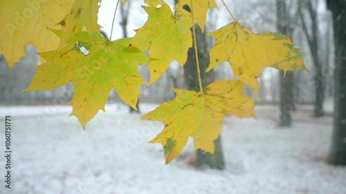 Yellow maple leaves swaying in the wind during the first snowfall in a quiet, snowy park.