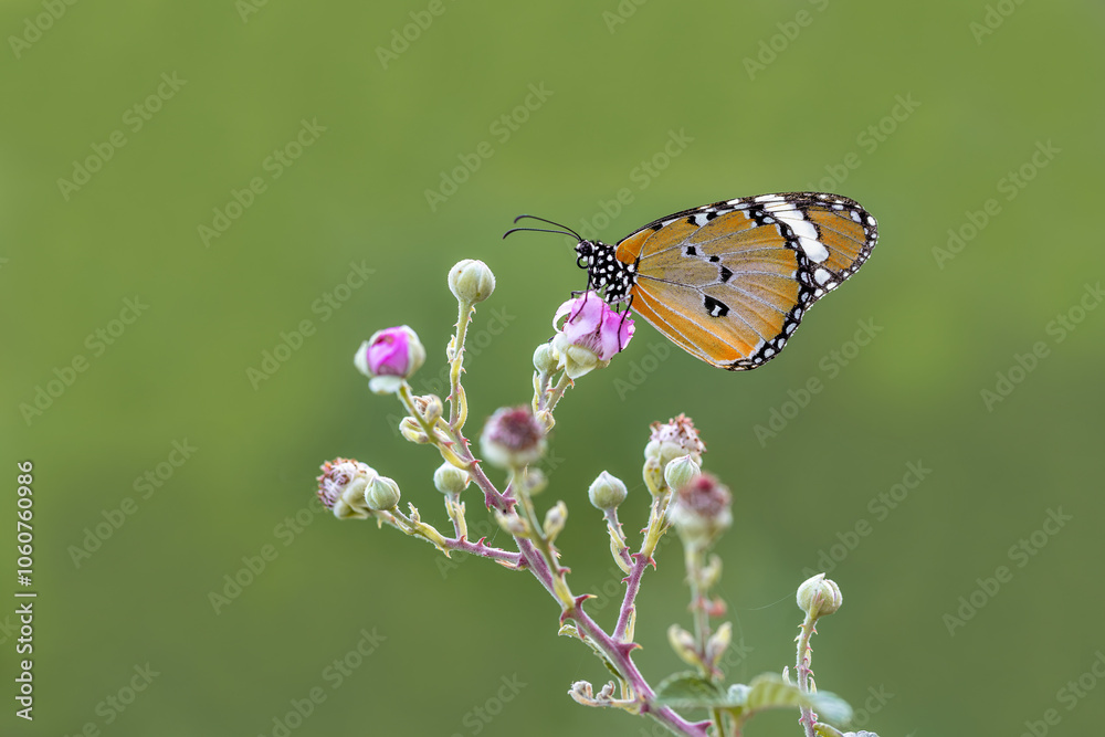 Sultan butterfly (Danaus chrysippus) flying in the Mugla region of Turkey Sultan butterfly (Danaus chrysippus) flying in the Mugla region of Turkey