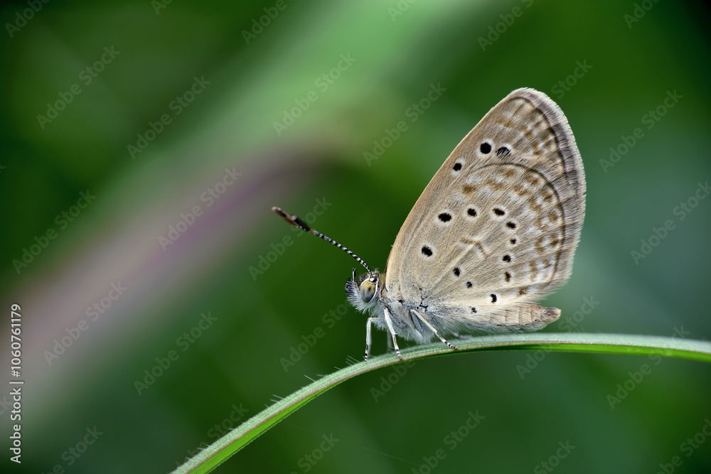 A beautiful butterfly on the grass leaf. A beautiful butterfly on the grass leaf.