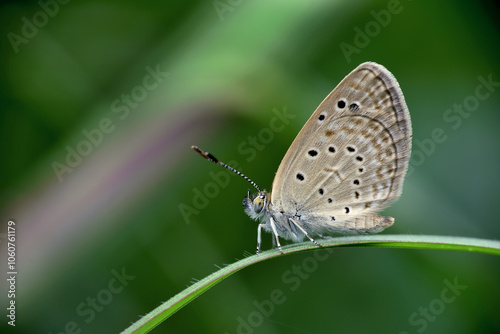 A beautiful butterfly on the grass leaf.