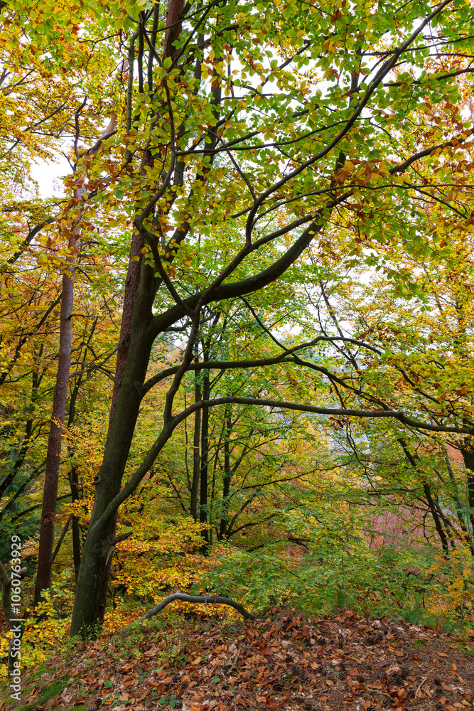 Colorful autumn Landscape in Bohemian Paradise, Czech Republic