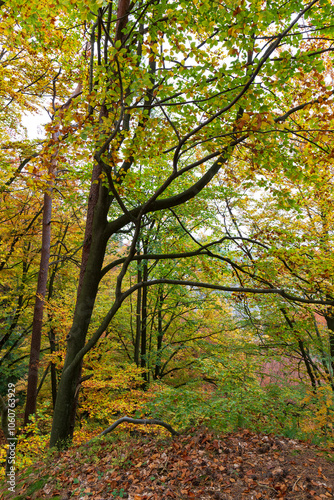 Obraz na płótnie Colorful autumn Landscape in Bohemian Paradise, Czech Republic w salonie