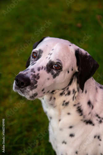 Portrait d'un dalmatien