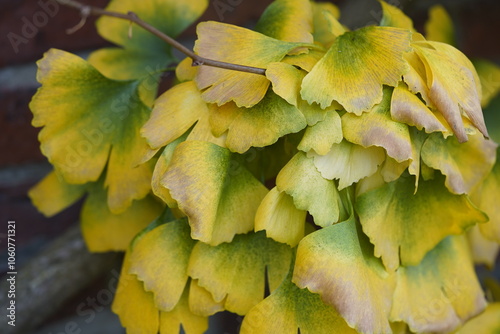 Discolored yellow leaves in autumn, Ginkgo biloba, known as ginkgo, also spelled gingko or as the maidenhair tree. Ginkgoaceae family . photo