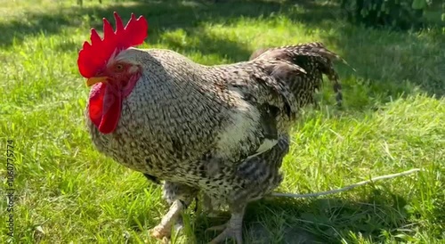 Beautiful rooster in the garden. Farming conception