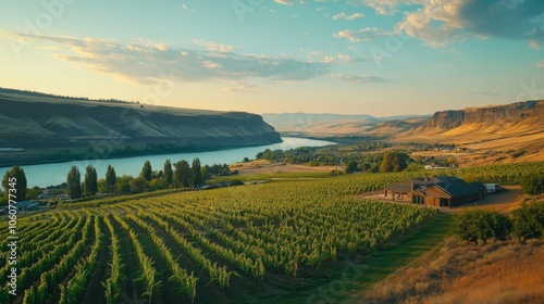 Picturesque Vineyard Stretching Across a Valley, Lush Wine Country Landscape