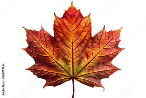 maple leaf isolated on white background, generative Ai