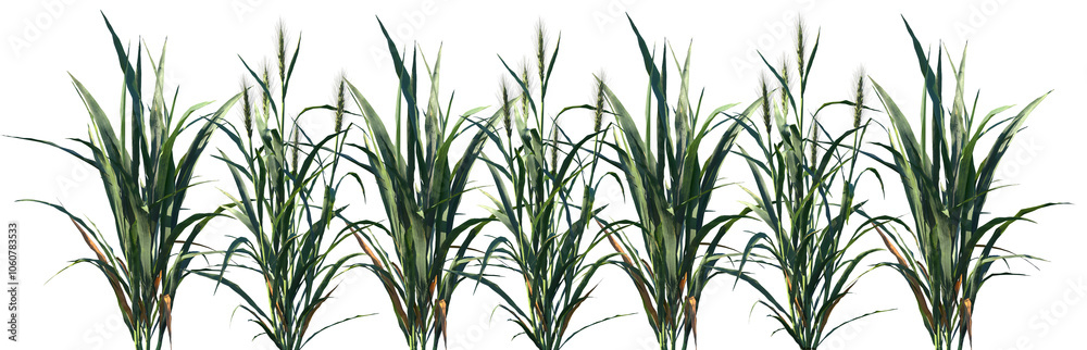 Obraz premium Set of Hordeum frontal isolated png on a transparent background perfectly cutout high resolution
