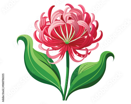 Nerine flower vector illustration on white background photo