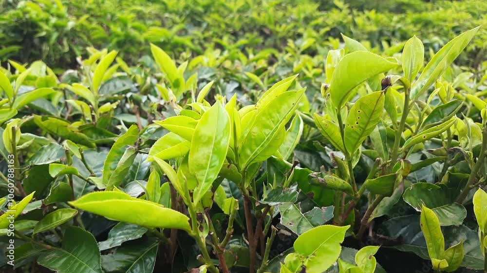 Close up view tea garden on the mountains Indonesia. Fresh green tea bud and leaves. Landscape background Close up view tea garden on the mountains Indonesia. Fresh green tea bud and leaves. Landscape background