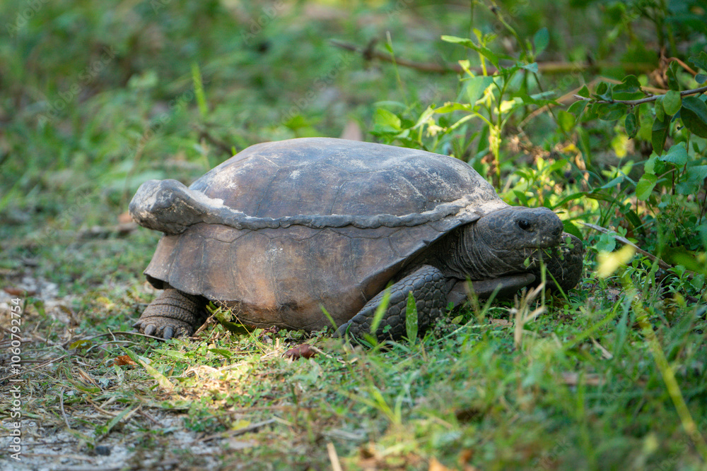 Obraz premium Gopher Tortoise with a repaired shell looking for food