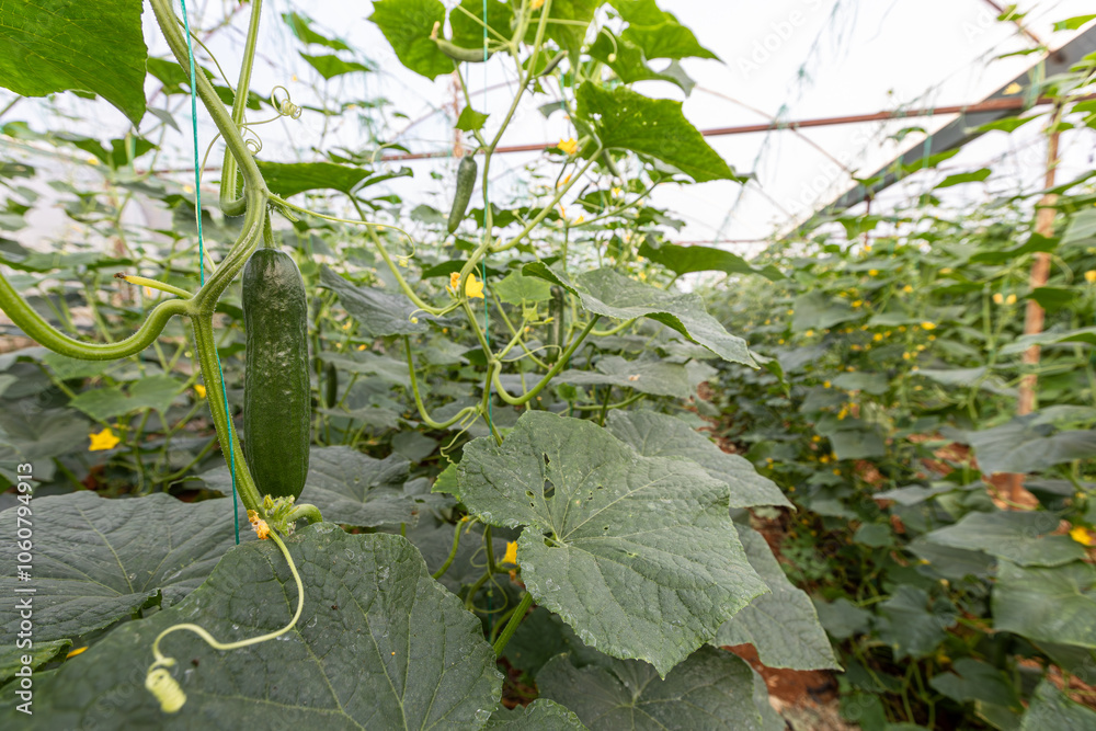 Fresh cucumbers in the greenhouse