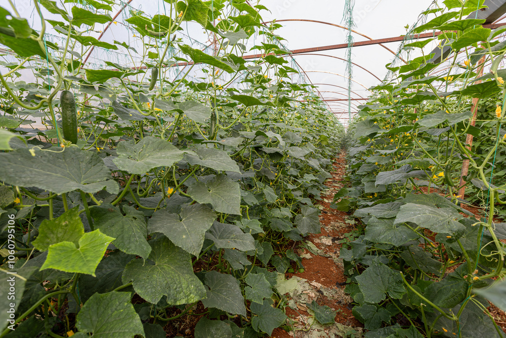 Fresh cucumbers in the greenhouse