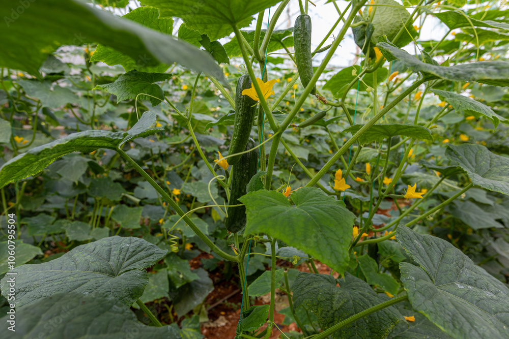Fresh cucumbers in the greenhouse