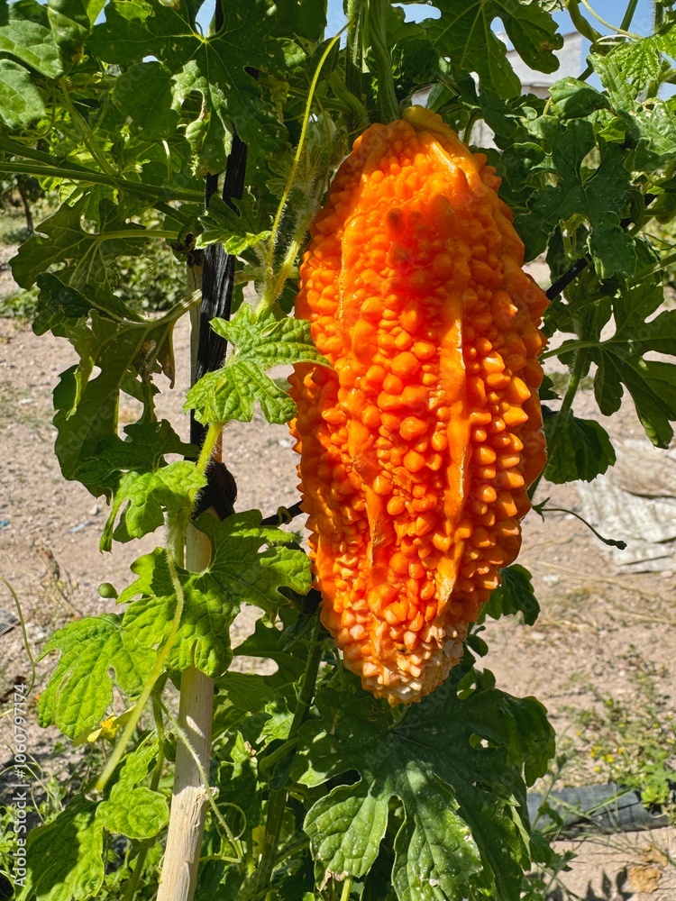 Ripen orange bitter melon growing in the farm in Turkey