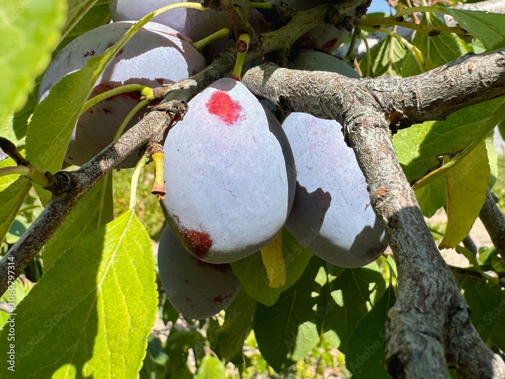 Ripen plums growing in the orchard in Turkey
