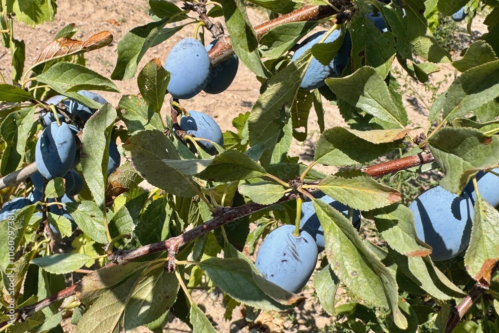 Ripen plums growing in the orchard in Turkey