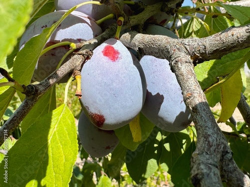 Obraz na płótnie Ripen plums growing in the orchard in Turkey w salonie